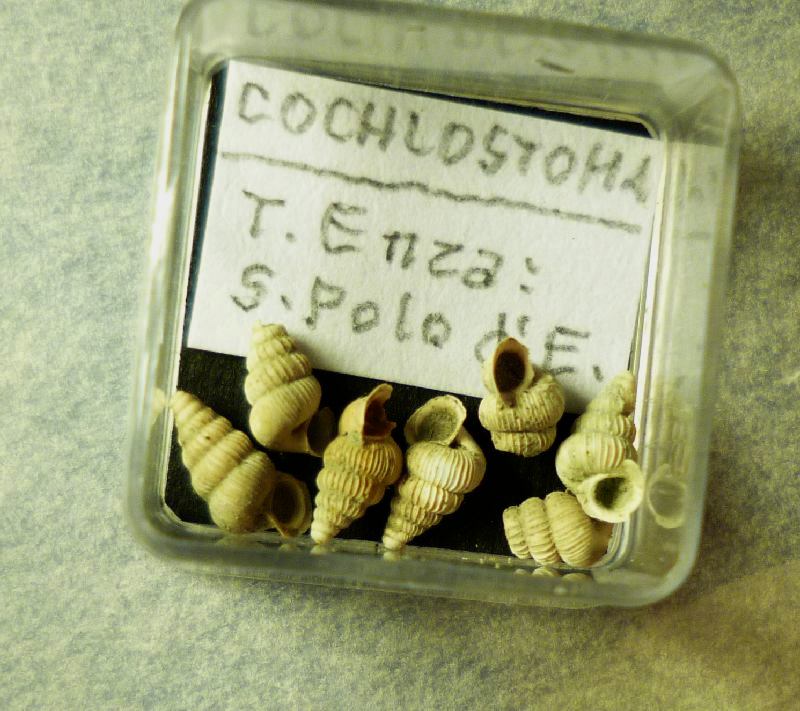 Cochlostoma esuanum  Manganelli e Giusti,1997 Fossile