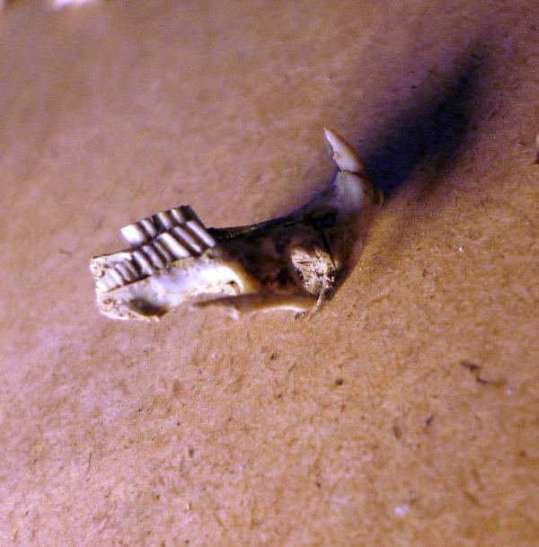 Resti di Myodes glareolus - Appennino piacentino