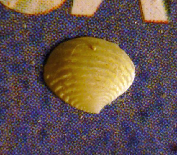 I� bivalve da det.