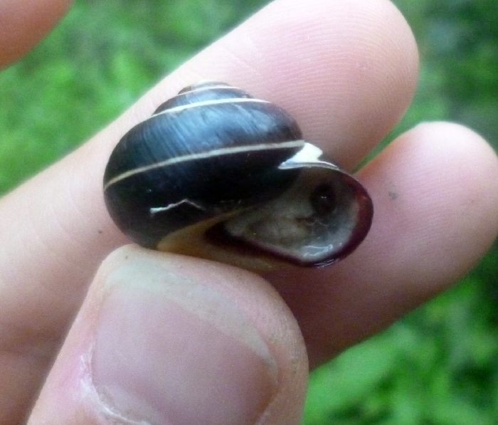 colorazione curiosa, C. nemoralis
