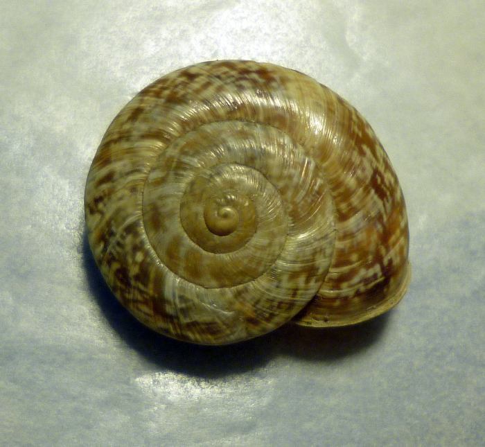 Chilostoma (?) dal cuneese