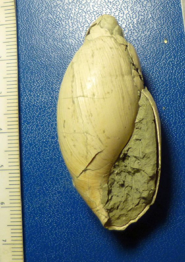Paleoglandina (?) dal piacentino