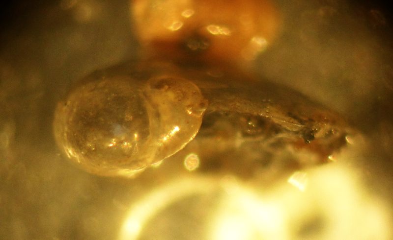 Vitrinide padano