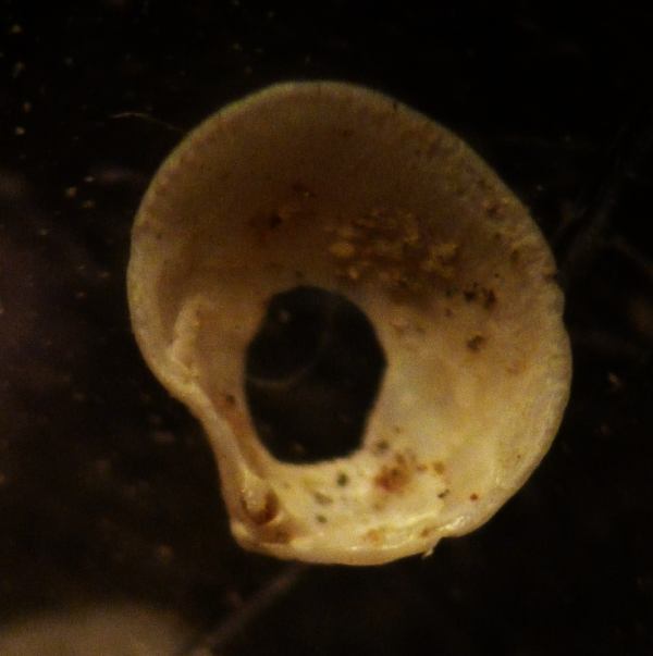 I� bivalve da det.