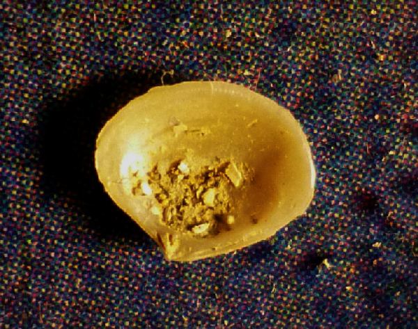 I� bivalve da det.