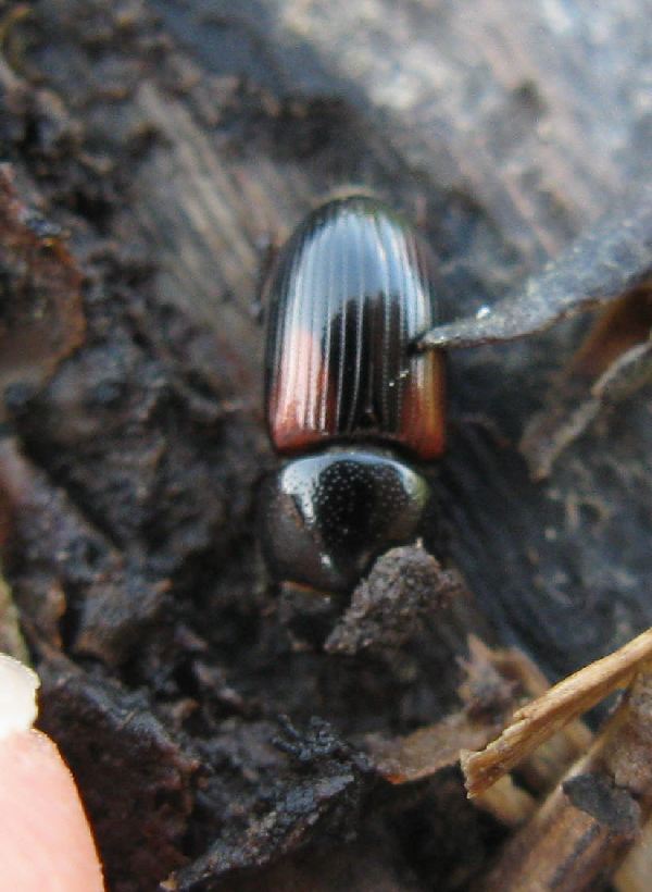 Nialus varians (Aphodiidae)