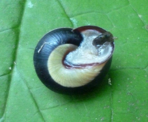 colorazione curiosa, C. nemoralis