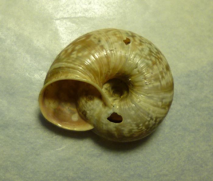 Chilostoma (?) dal cuneese