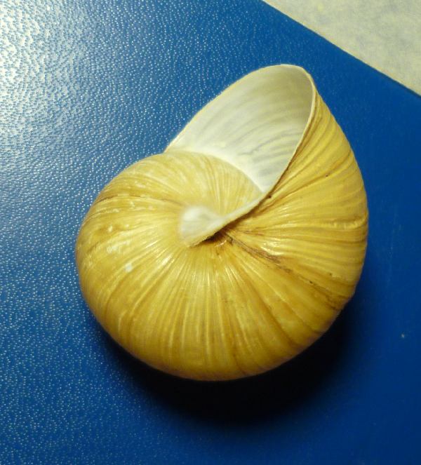 H. pomatia(?) dal Carso