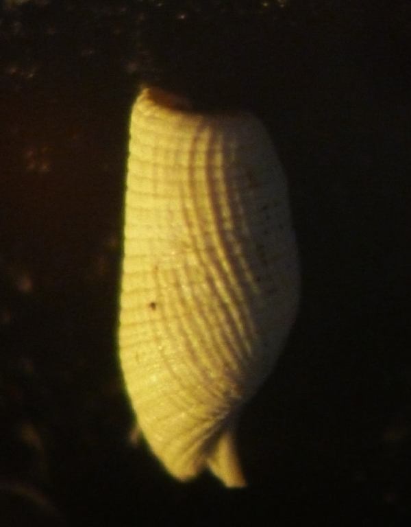 1,5 mm da determinare