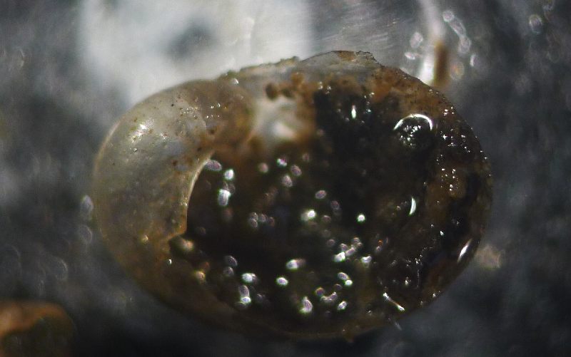 Vitrinide padano