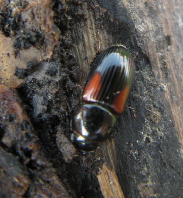 Nialus varians (Aphodiidae)