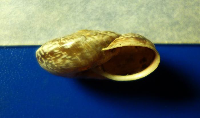 Chilostoma (?) dal cuneese