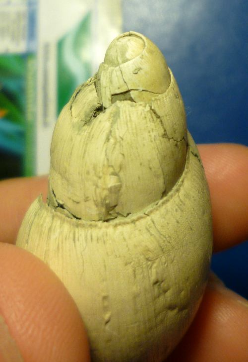 Paleoglandina (?) dal piacentino