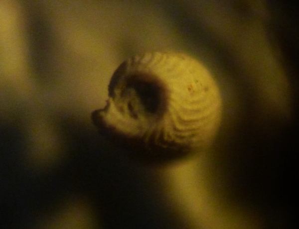 1,5 mm da determinare