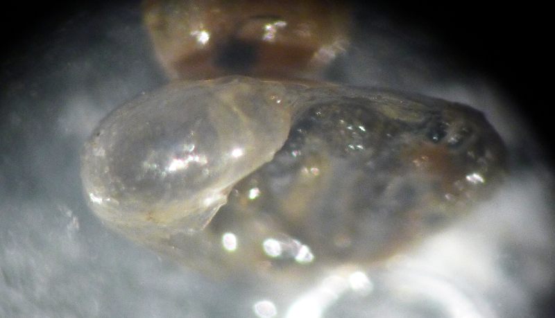 Vitrinide padano