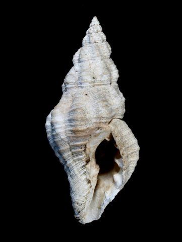 gasteropode problematico