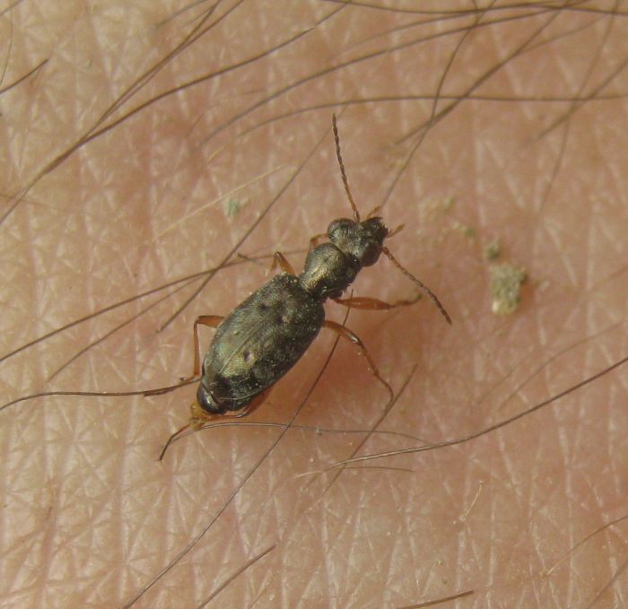 carabide sulla mano: Asaphidion flavipes