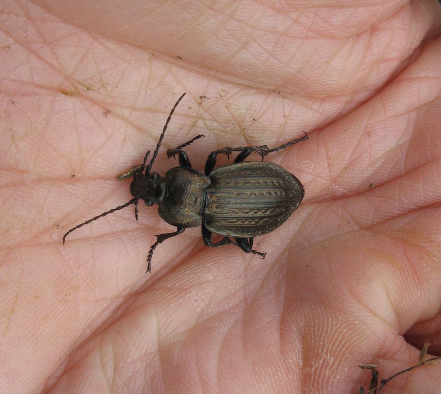 Carabus italicus sponda sx del Po