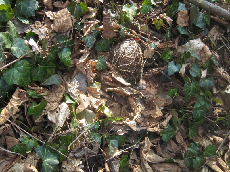 Un bel gomitolo... (nido di moscardino - Parco del Trebbia)