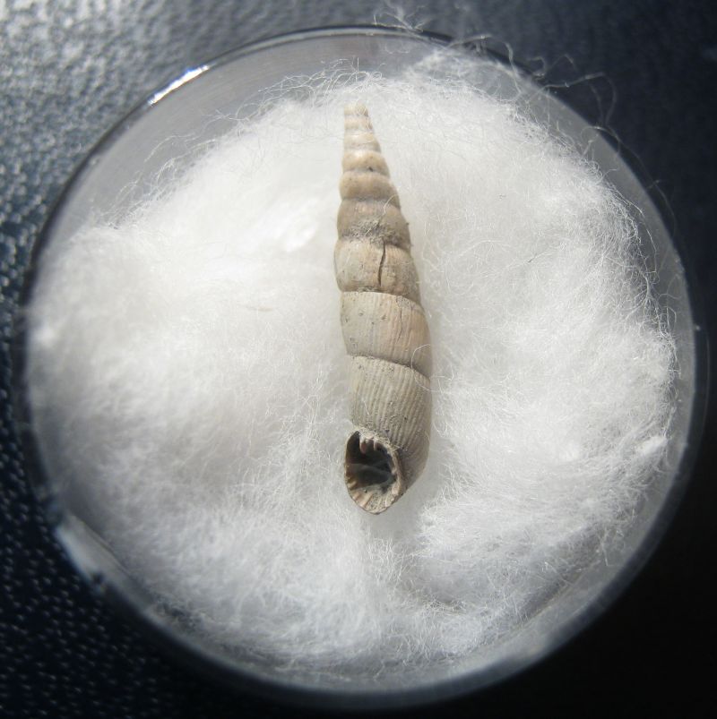 Clausilidae fossile