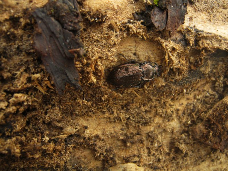 Carabus italicus