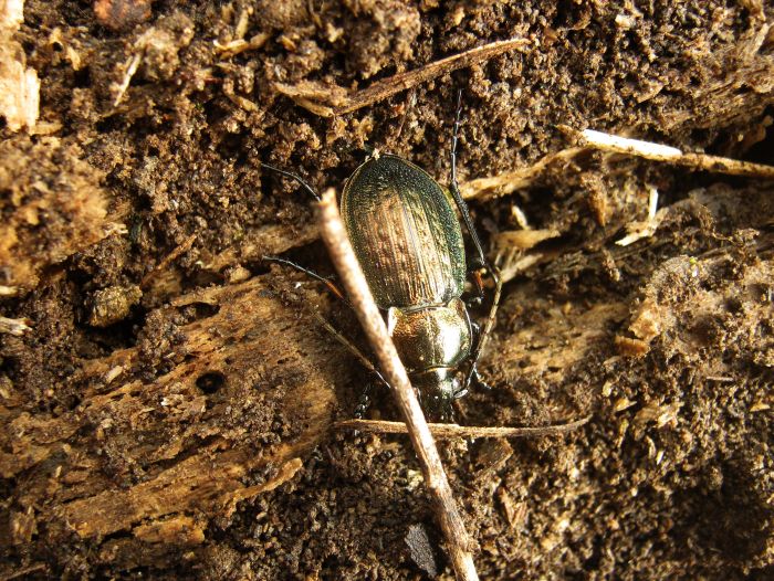 Carabus italicus