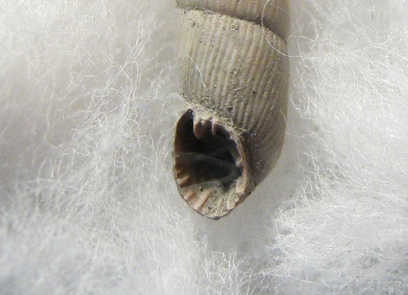 Clausilidae fossile