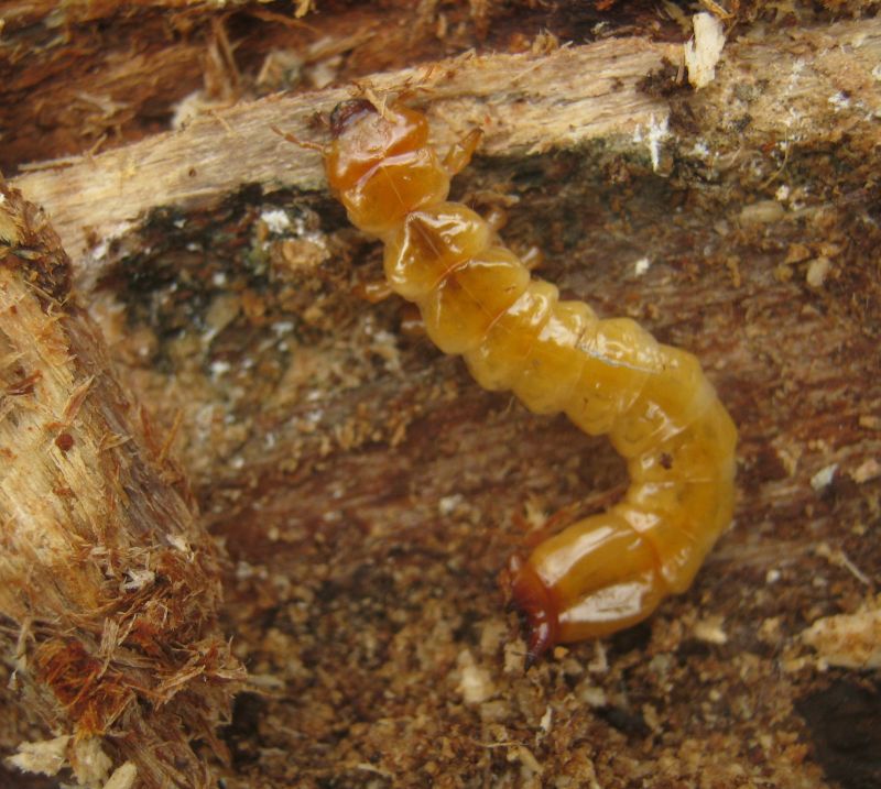 una grande larva di...? Pyrochroa, prob. serraticornis