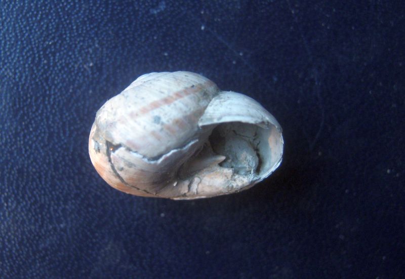 sembra una Cepea fossile