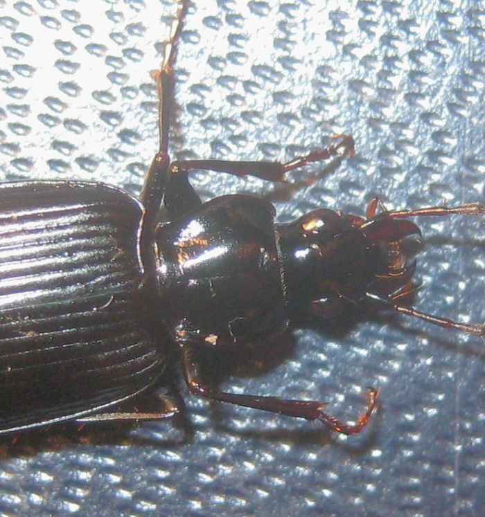 carabide di palude - Limodromus assimilis