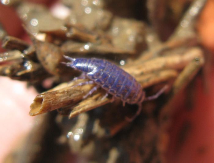 isopode viola