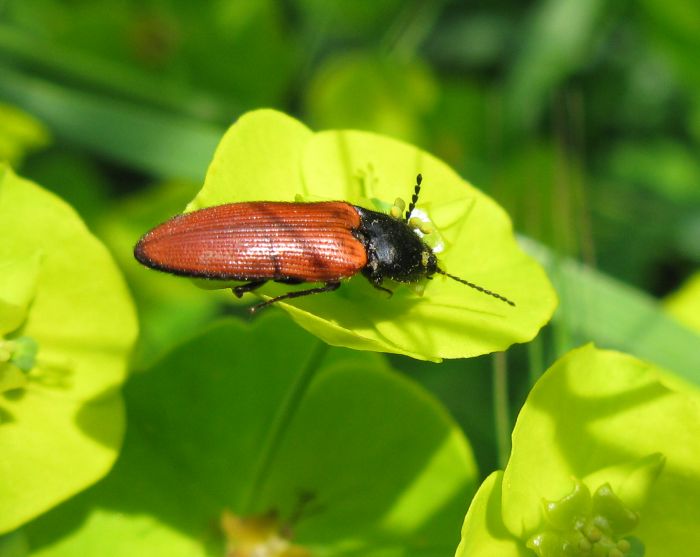 Elateridae spinoso - Ampedus cf. pomorum