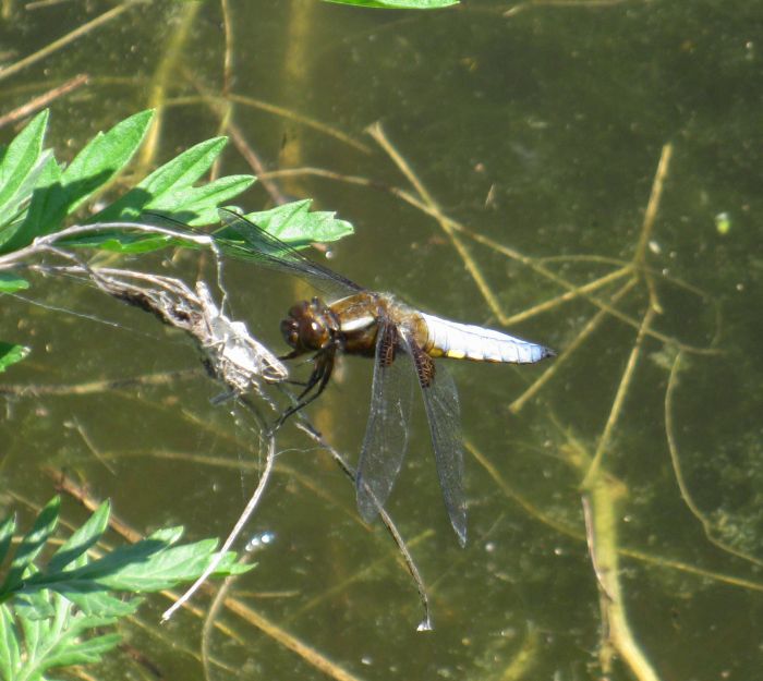 Libellula depressa M&F ?