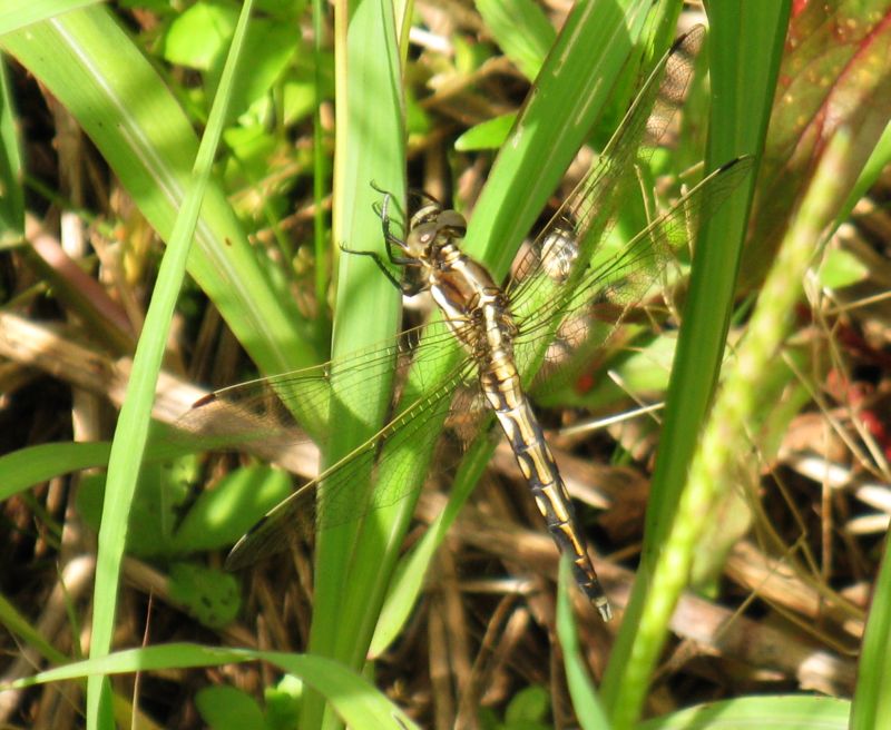 libellula da identificare - Orthetrum albistylum