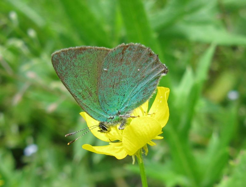 Callophrys rubi ? - Si