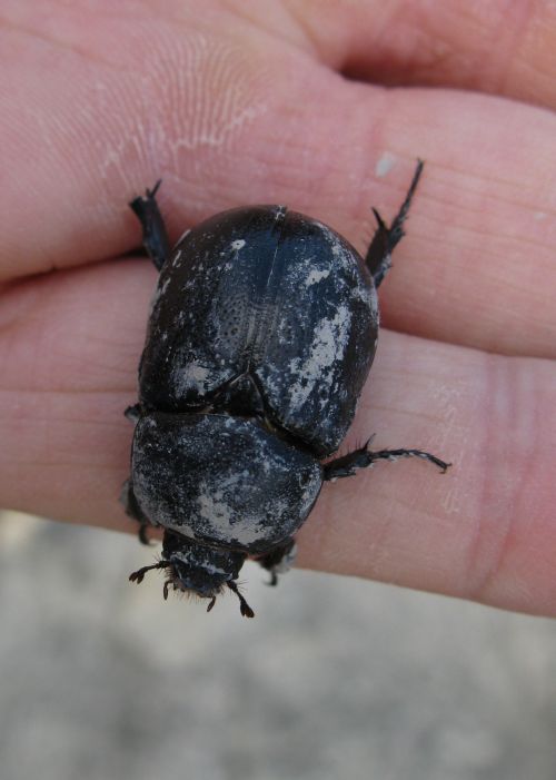 scarabeide 
