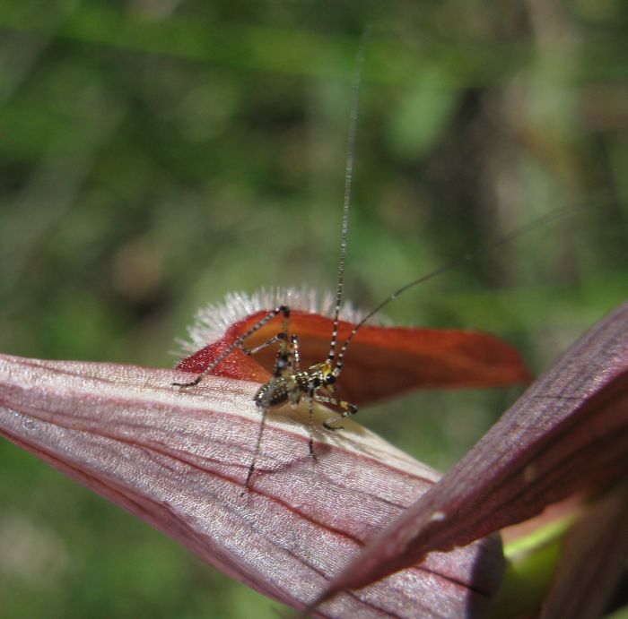 mini minor (Phaneroptera sp.)