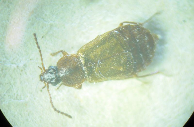 sotto lo stereo: Staphylinidae