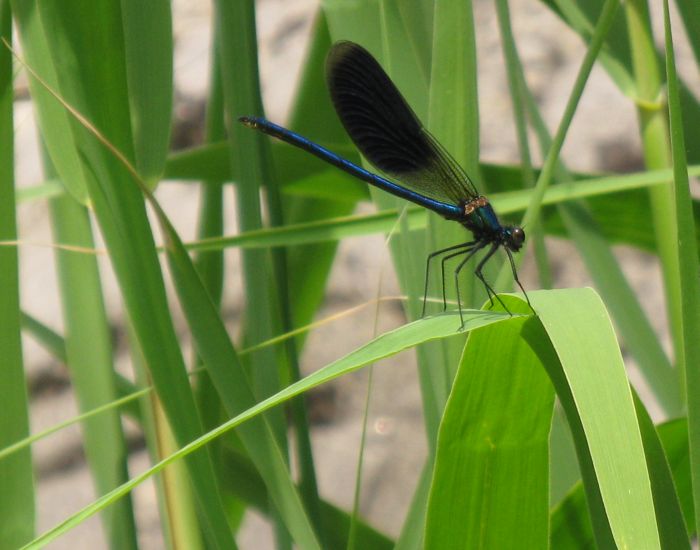 damigella da id: Calopteryx splendens