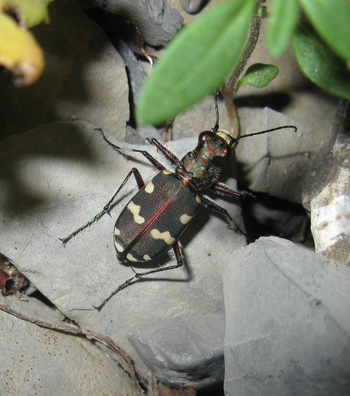 Cicindela hybrida