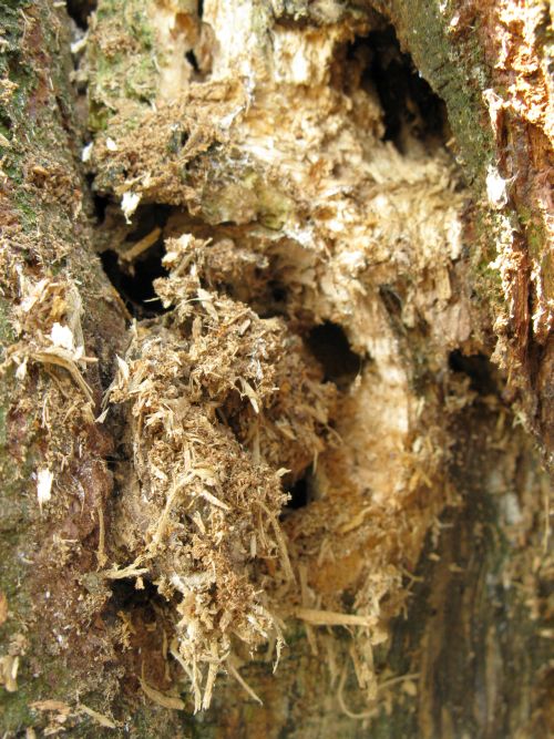 Aegosoma scabricorne (Cerambycidae)