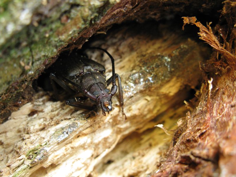 Aegosoma scabricorne (Cerambycidae)