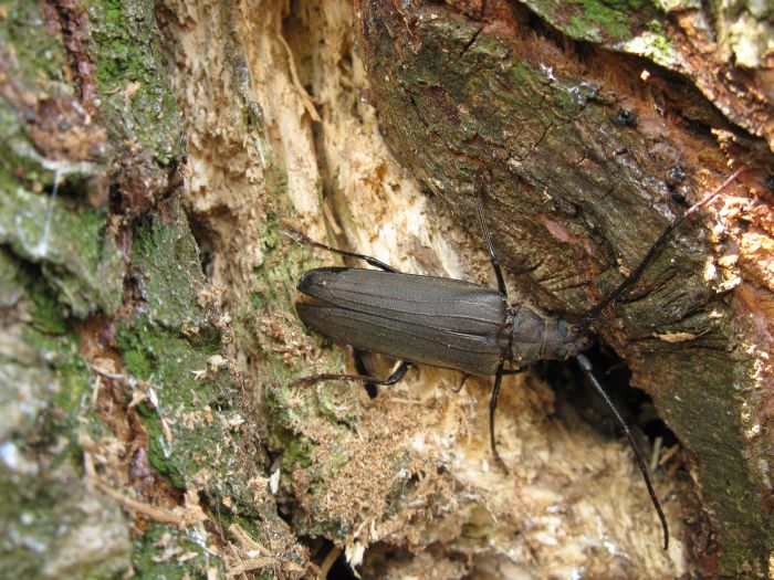 Aegosoma scabricorne (Cerambycidae)