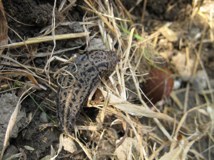 Limax maximus da Boffalora d''Adda Lodi (LO)