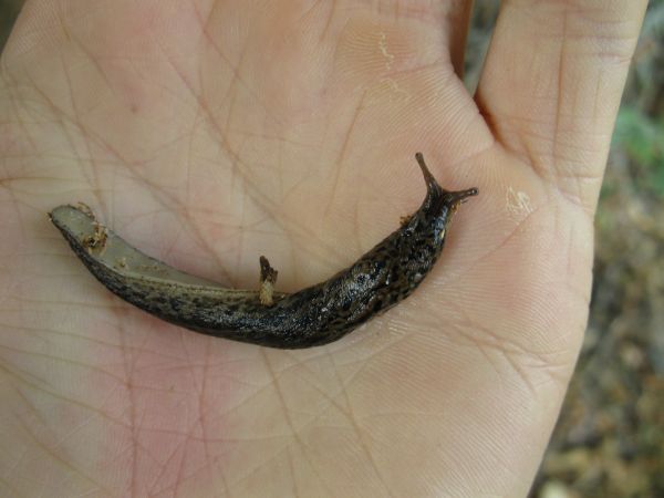 Limax maximus da S Maria dei sabbioni (CR)