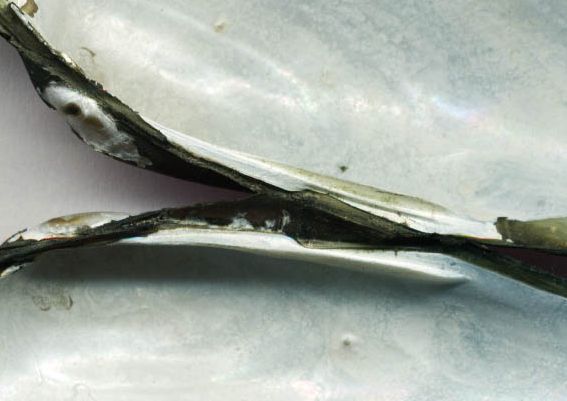 Microcondylaea compressa nel Tanaro