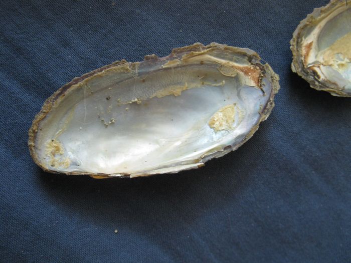 Microcondylaea compressa (Menke 1828) ?