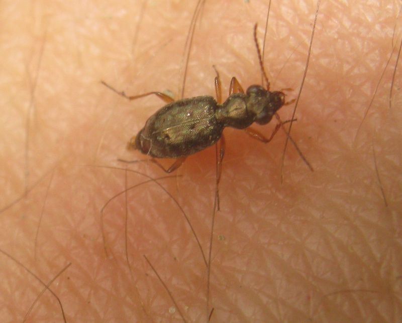 carabide sulla mano: Asaphidion flavipes