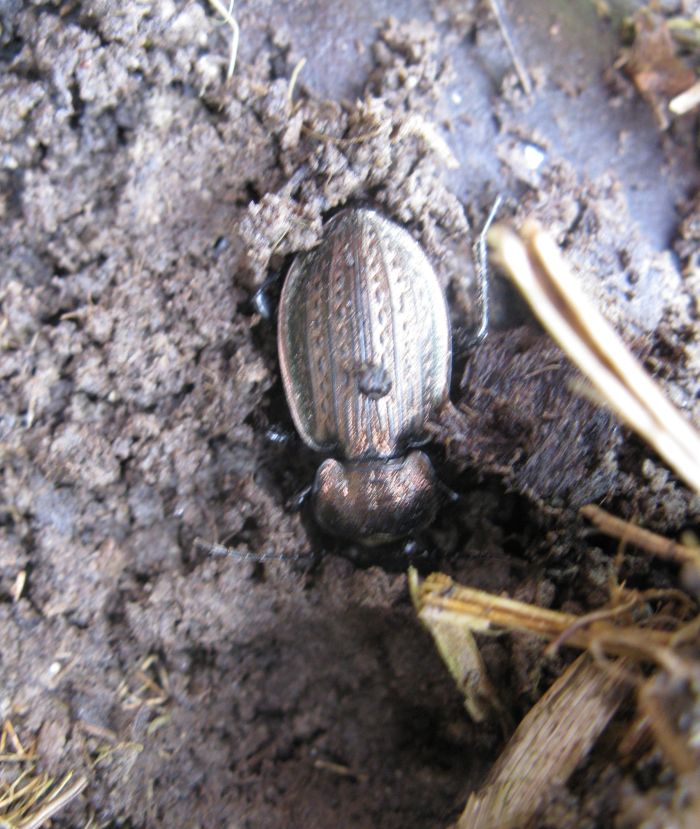 Carabus italicus sponda sx del Po